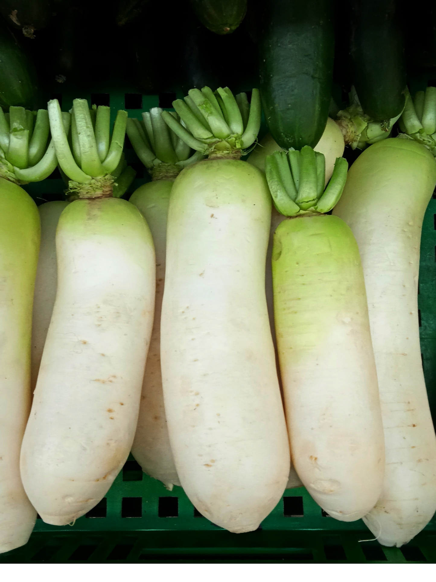 Daicon / White radish